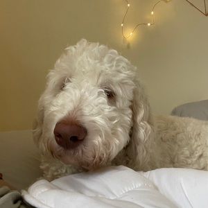 Meet your Posher, Emma